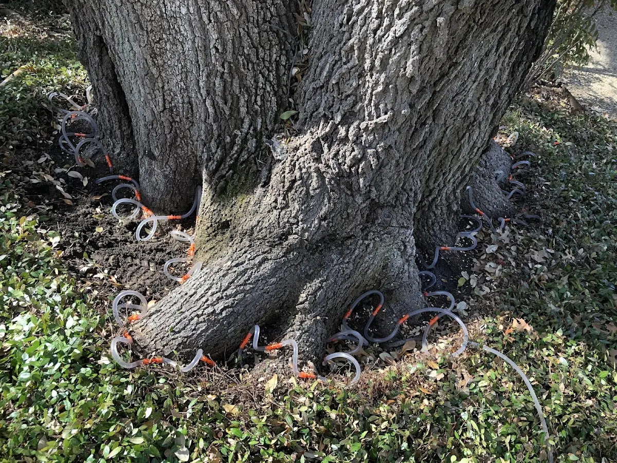 Detailed Tree Cabling and Bracing job site in Saint Francis