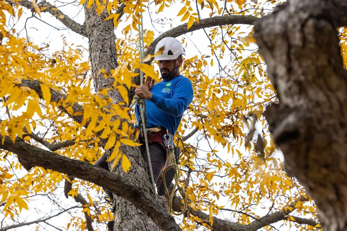 Skilled Storm Damage Cleanup crew working in Saint Francis