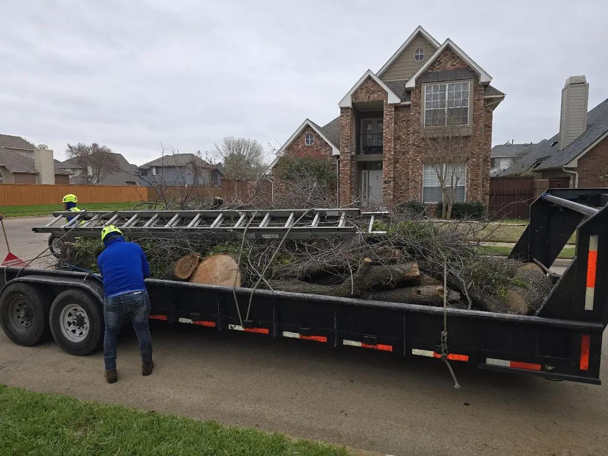 Expert Tree Removal with proper safety equipment in Saint Francis
